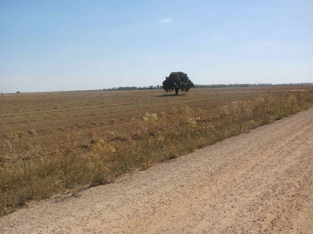 Camino frances - Meseta